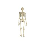 Anatoomiliselt täiuslik skeletimudel - Premium