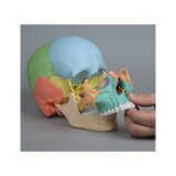 Osteopaatiline kolju mudel, 22 osa, didaktiline versioon