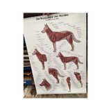 Koera lihaskond 70x100 cm plakat
