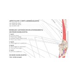Lihas-skeleti süsteemi anatoomia rootsi ja ladina keeles